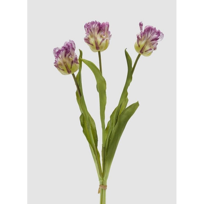 Tulipano Parrot | Enzo De Gasperi